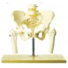 LIFE-SIZE PELVIS WITH 5PCS LUMBER VERTEBRAE MOL225